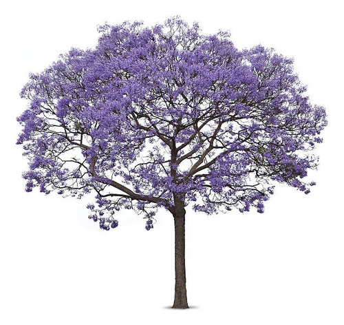 Arbol Jacaranda