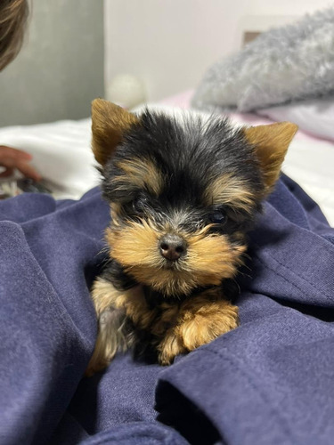 Imagen 1 de 5 de Yorkshire Terrier Mini Macho