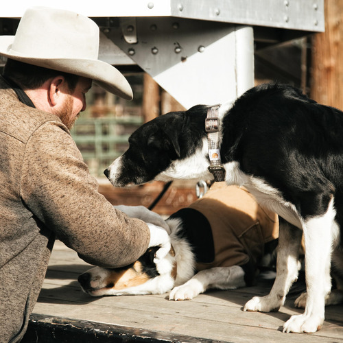 Collar Para Perro Carhartt, Totalmente Ajustable, Con Correa
