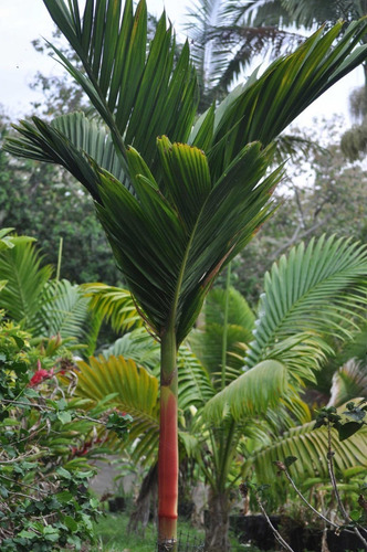 Imagen 2 de 3 de Palma Areca Roja ( Cyrtostachys Renda )
