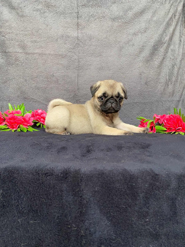 Pug Hijo De Campeón Costarricense