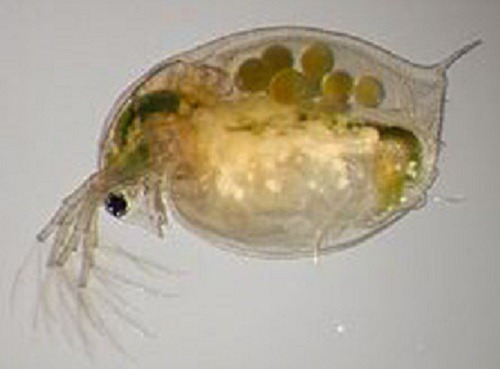 Daphnia Magna - Ração Alimento Vivo Para Alevinos