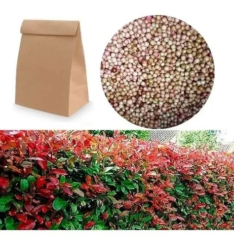 comprar 300 Semillas Eugenias Y 60 Semillas Suculenta + Obsequio 
