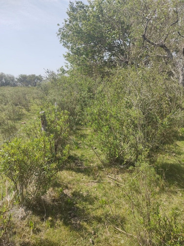 Imagen 7 de 15 de En Venta Chacra Mojones Norte 10.5 Ha