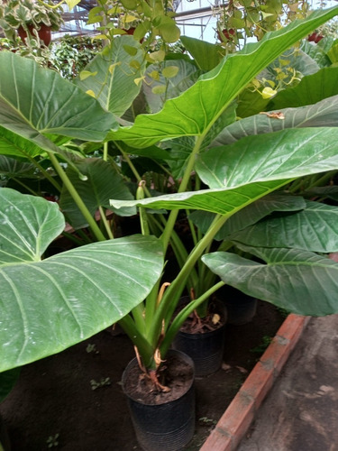 Imagen 4 de 10 de Combo 2 Plantas Ornamentales - Entrega Caba Y Gba