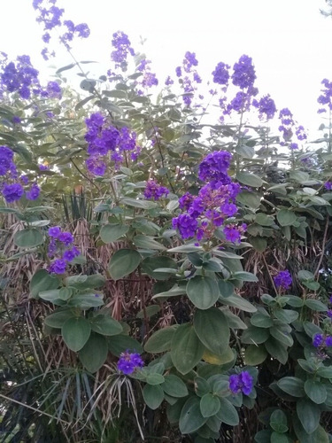 Tibouchina Heteromata. Flores Color Violeta Intenso | Cuotas sin interés