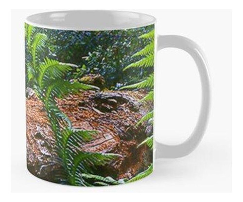 Taza Helechos En Big Basin Redwoods Calidad Premium