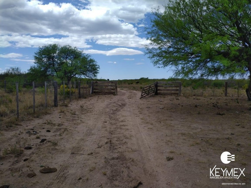 Imagen 3 de 7 de Campo - Ganadero - San Luis