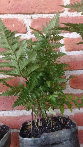 Plantas Helecho Calaguala Orgánico -