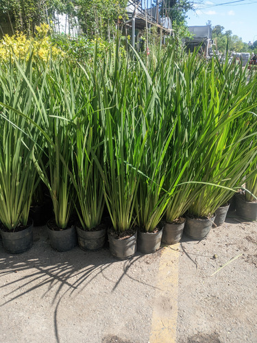 Dietes Brasilero - Planta Pleno Sol - Excelente Tamaño - 5lt