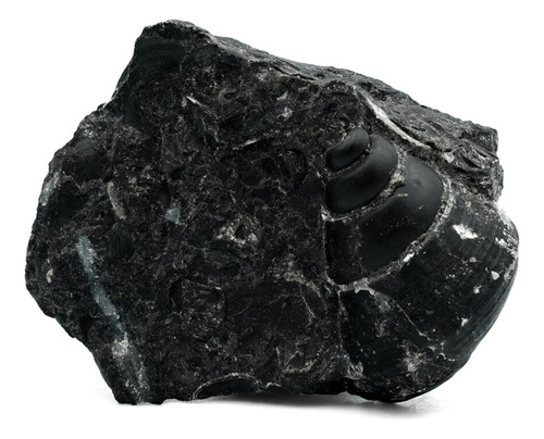 Muestra De Concha De Mar Fósil 45 Gramos - 1 Pieza