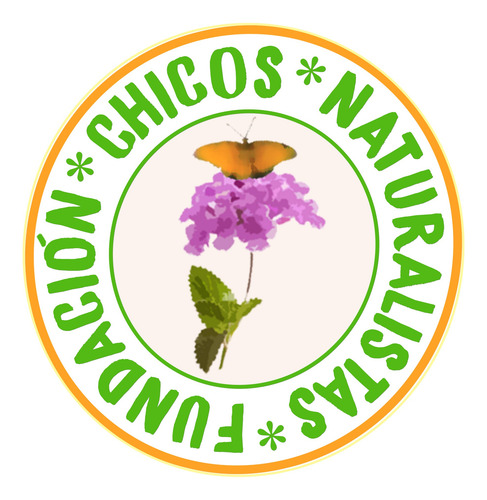 Pluchea Sagittalis (yerba Lucera)