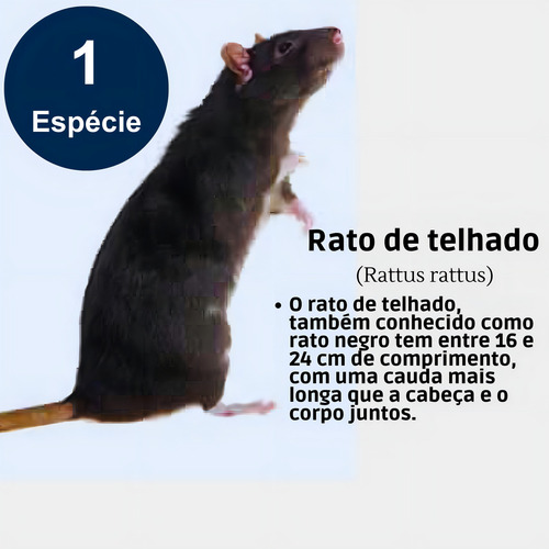 Porta Isca Armadilha Ratoeira Pega Mata Ratos Ratasanas