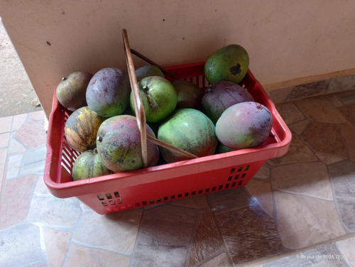 Vendo Linda Chácara (porteira Fechada) Em Jambeiro Direto Com O Proprietário!