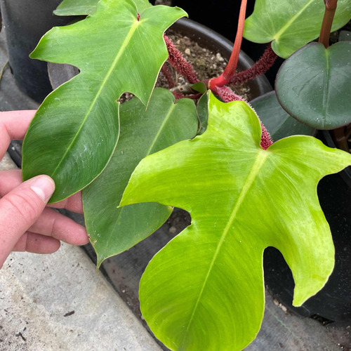 Philodendron Squamiferum Planta Rara Exótica