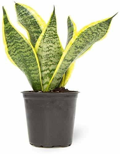 Planta De Serpiente Viva, Sansevieria Trifasciata Superba, P