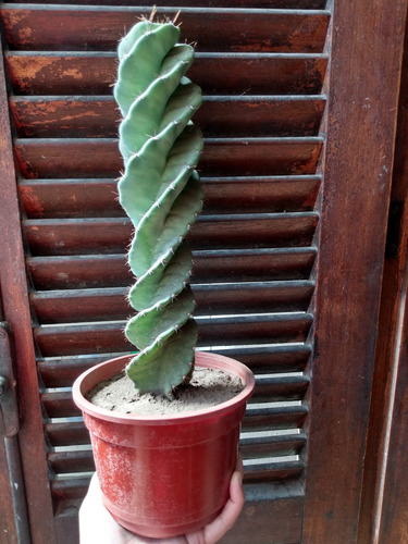 Cactus Espiralado - Ejemplares De Colección