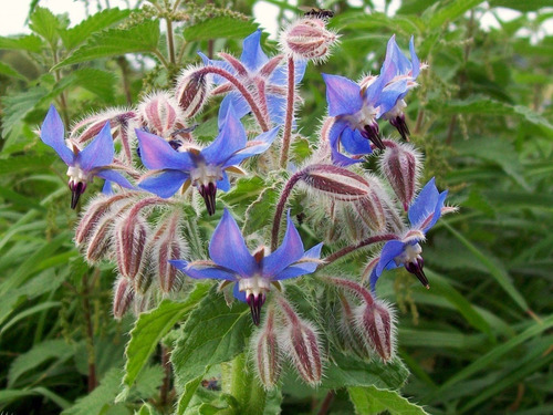 20 Semillas Frescas De Borraja Borago Officinalis