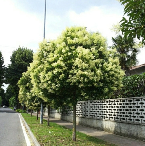 500 Semillas Ligustrum Lucidum Aligustre Siempre Verde 