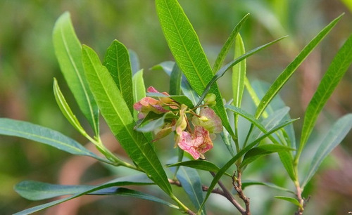 Chirca Dodonaea Viscosa Arbusto Nativo