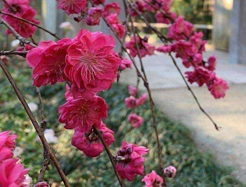 Cerezo Japonés Llorón Rosa. !!! Wooow Que Belleza !!!+regalo