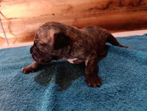 Venta De Cachorros Presa Canario