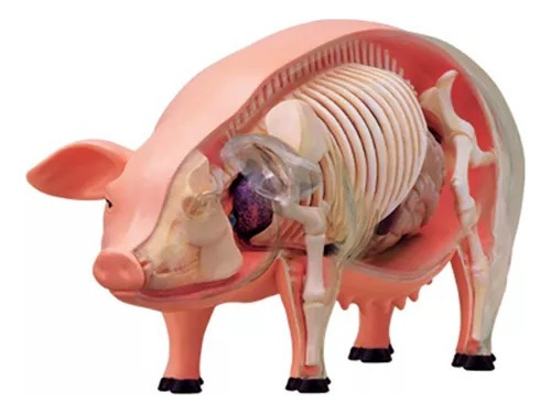 Anatomia Do Porco 4d Master Med