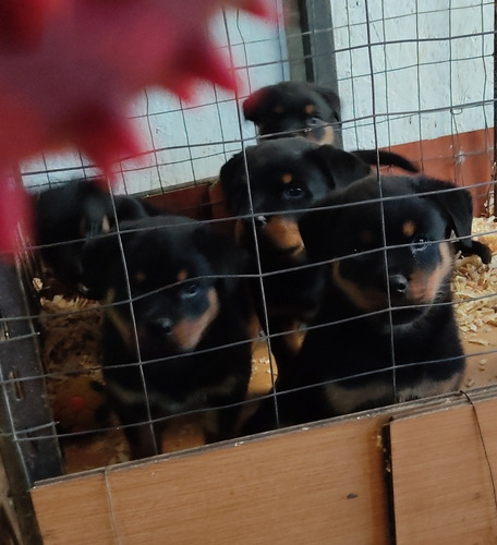 Imagen 5 de 9 de Cachorros Rottweiler Con Pedigree Kcu
