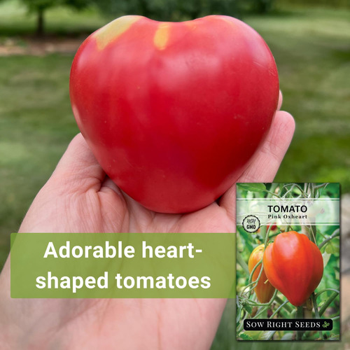 Semilla De Tomate Rosa Oxheart Para Plantar En Huerto