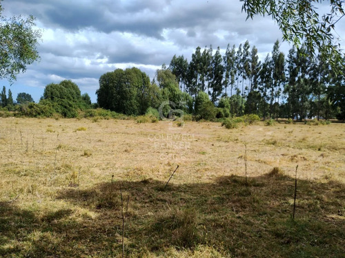 Pradera Y Bosque Nativo I Frutillar
