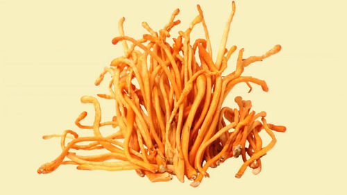 Triple Complex Sublingual / Reishi + Cordyceps + Melena León