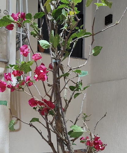 Maravilhoso Apartamento Com Área Externa Na Tijuca - Metrô