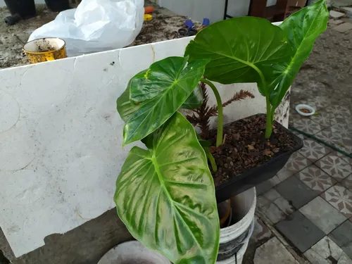 Planta Alocasia - Oreja Elefante Para Regalar