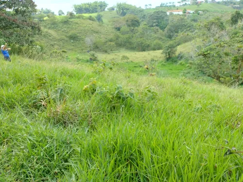 Hermoso Lote En Filandia Quindio Con Escritura