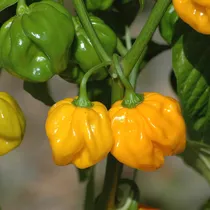 Comprar Yegaol Semillas De Pimienta Y Mostaza Habanero Dulces Y Pica