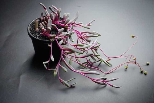 Imagen 1 de 4 de Othona Capensis, Collar De Rubíes - Ruby Necklace - Planta