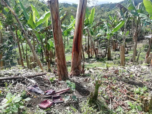Imagen 26 de 30 de Vendo Finca En Avenida Condina Precio De Oportunidad