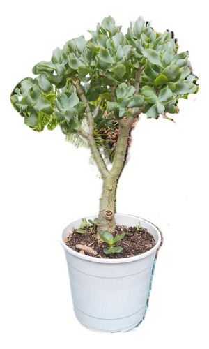 Crassula Arborescens Undulada 
