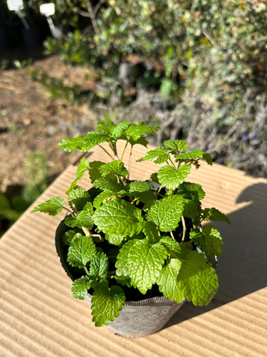 Kit 15 Unidades Plantines Aromatica Para Huerta