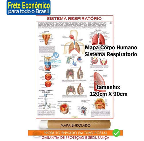 Mapa Corpo Humano Sistema Respiratorio Enrolado Frete R$15
