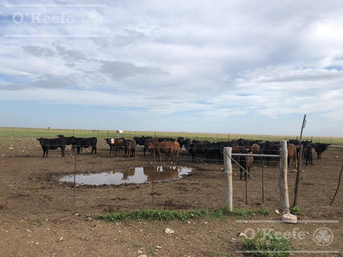 Imagen 21 de 29 de Campo Ganadero De 4300 Has - Sobre Ruta - Potencial Parque Eolico - Bahia Blanca