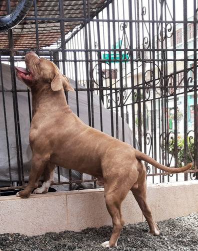 Imagen 2 de 4 de Servicio De Monta Pitbull (o Fusion Bully)