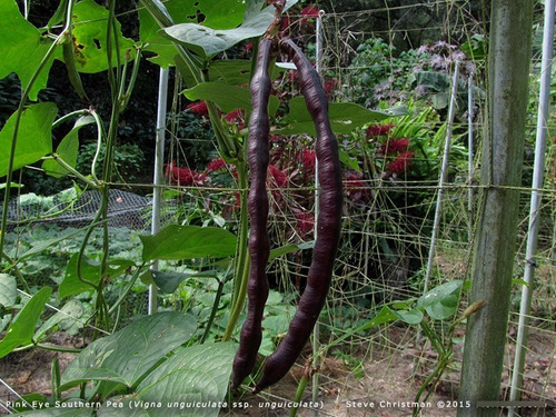 Sementes De Feijão De Corda Caupi Macáçar Frade Crioulo Roxo