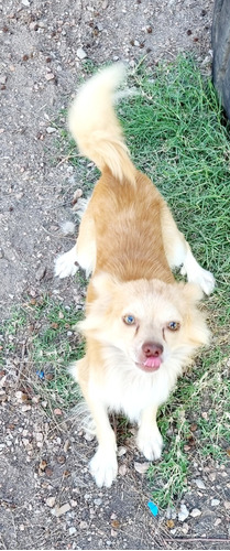 Vendo Chihuahua Pelo Largo Cambio Por Caniche Marrón(toledo)