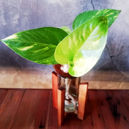 Imagen 2 de 6 de Scindapsus Little Plant 24 Con Soporte The Little Yisus