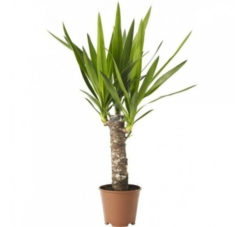 Planta De Yuca Tropical Deco M15