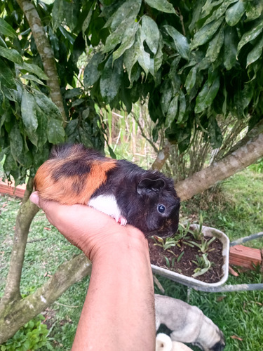 Porquinho Da India Preá