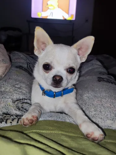 Servicio De Monta Chihuahua Macho Mini