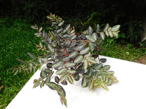 Pellionia Daveauana Begonia Rastrera