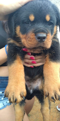 Filhotes Rottweiler Genética Europeia Altamente Selecionada!